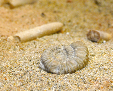 Fossil on the beach