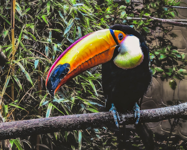 Toucan at Belfast Zoo